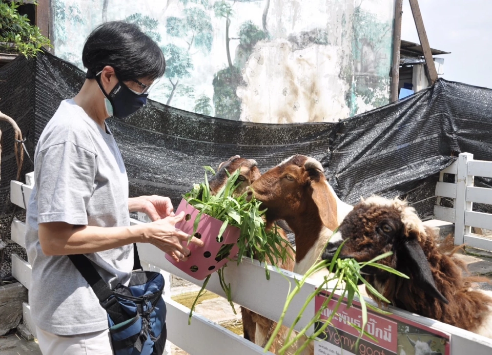 "บัวน้อย” กอริลลาตัวสุดท้ายในไทย สวนสัตว์พาต้า ประชาชนเข้าชมคึกคัก