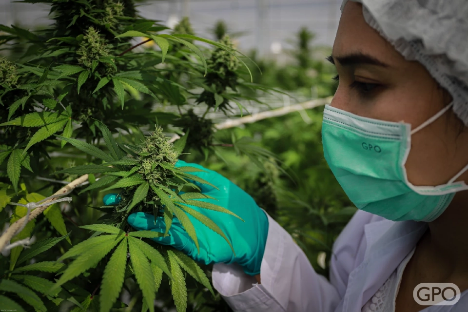 ยาน้ำมันสารสกัดกัญชาตำรับที่4องค์การเภสัชฯขึ้นบัญชียาหลักแห่งชาติแล้ว