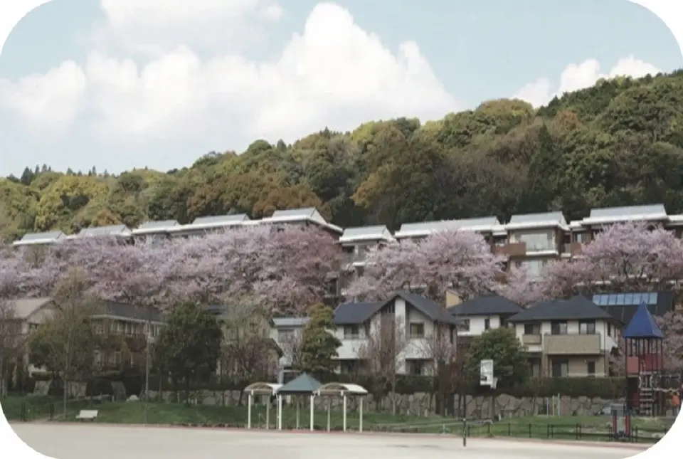 Newtown in its 100th year ~Initiative of Takami Sanjo where Cherry Blos- soms Bloom and Greenery Overflows