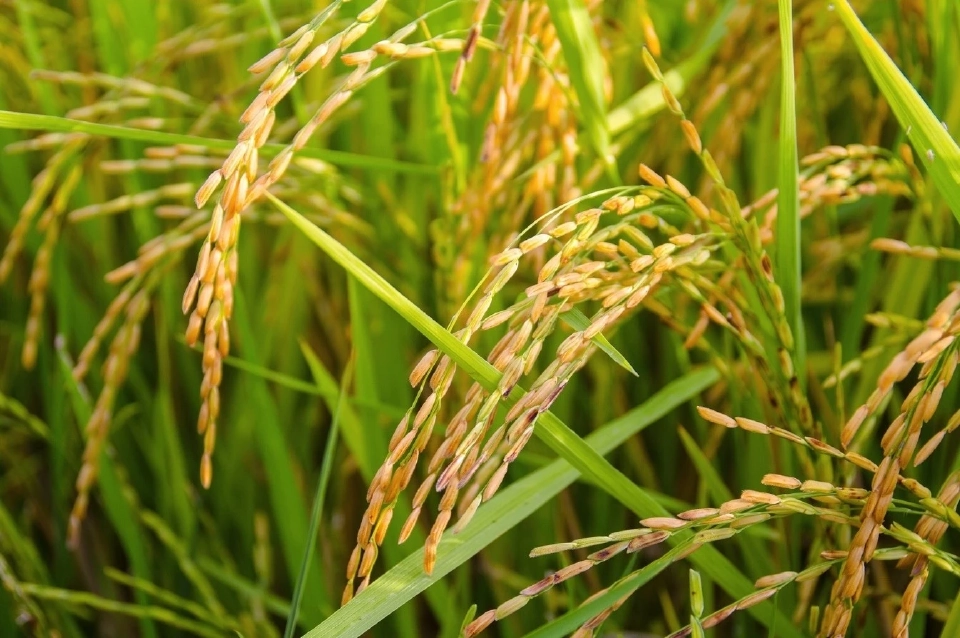 ประกันรายได้ข้าวงวด11 ธ.ก.ส.โอนเงิน28ธ.ค.นี้ ชาวนารีบเช็คสิทธิ์