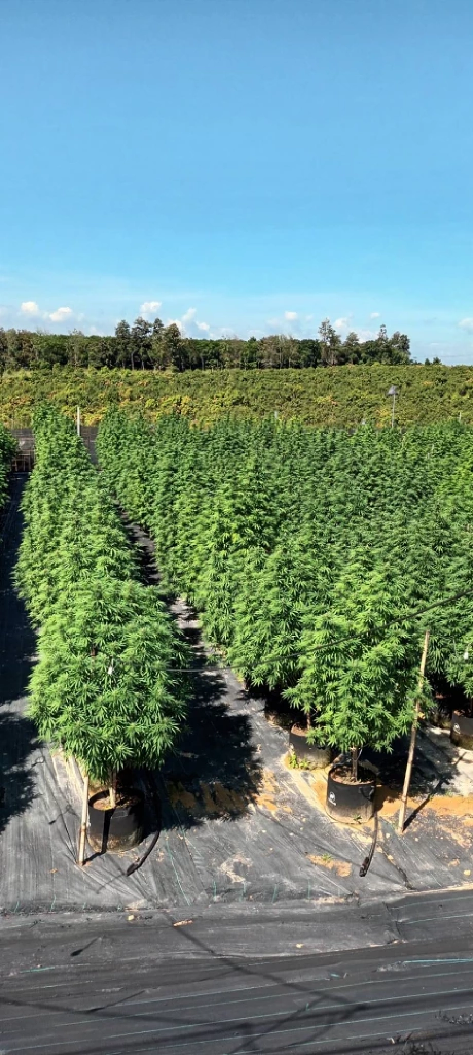 AQ ข้ามห้วยลุยธุรกิจ กัญชง จับมือม.แม่โจ้ ปักหมุด Egronix