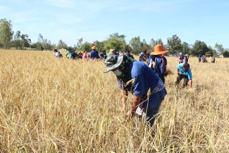 มาแล้ว “ประกันรายได้ข้าว”งวดที่ 15 โอน25ม.ค.นี้