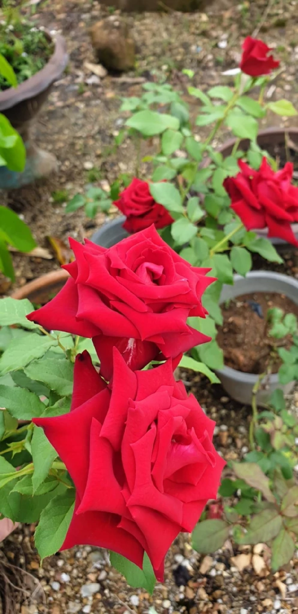 “กุหลาบจีน”มาแรง วาเลนไทน์ปีนี้ คนแห่ซื้อ