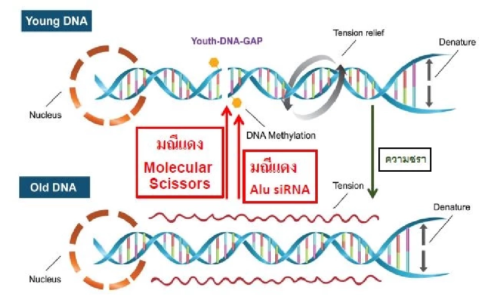 RED-GEMs  โมเลกุลมณีแดง