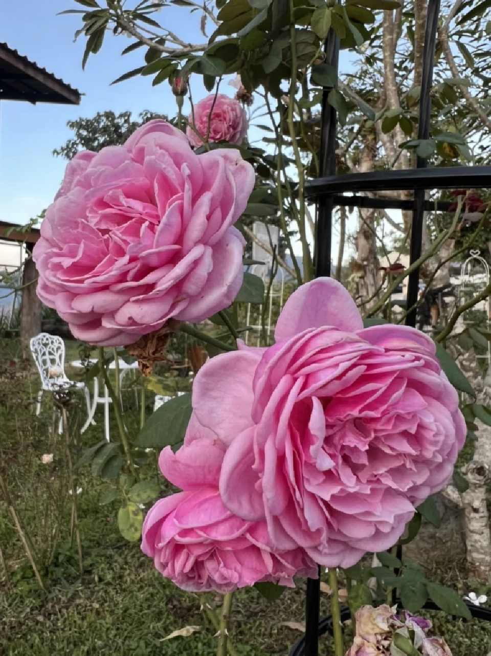 “กุหลาบจีน”มาแรง วาเลนไทน์ปีนี้ คนแห่ซื้อ