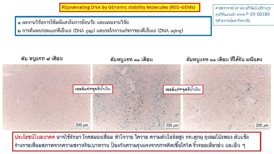 RED-GEMs  โมเลกุลมณีแดง