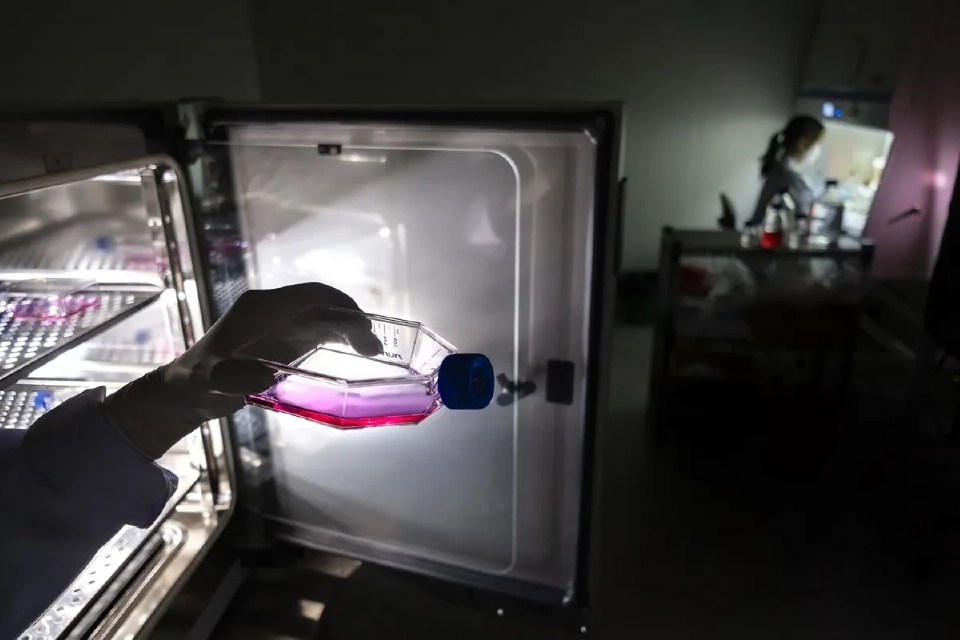 โมเลกุลมณีแดง