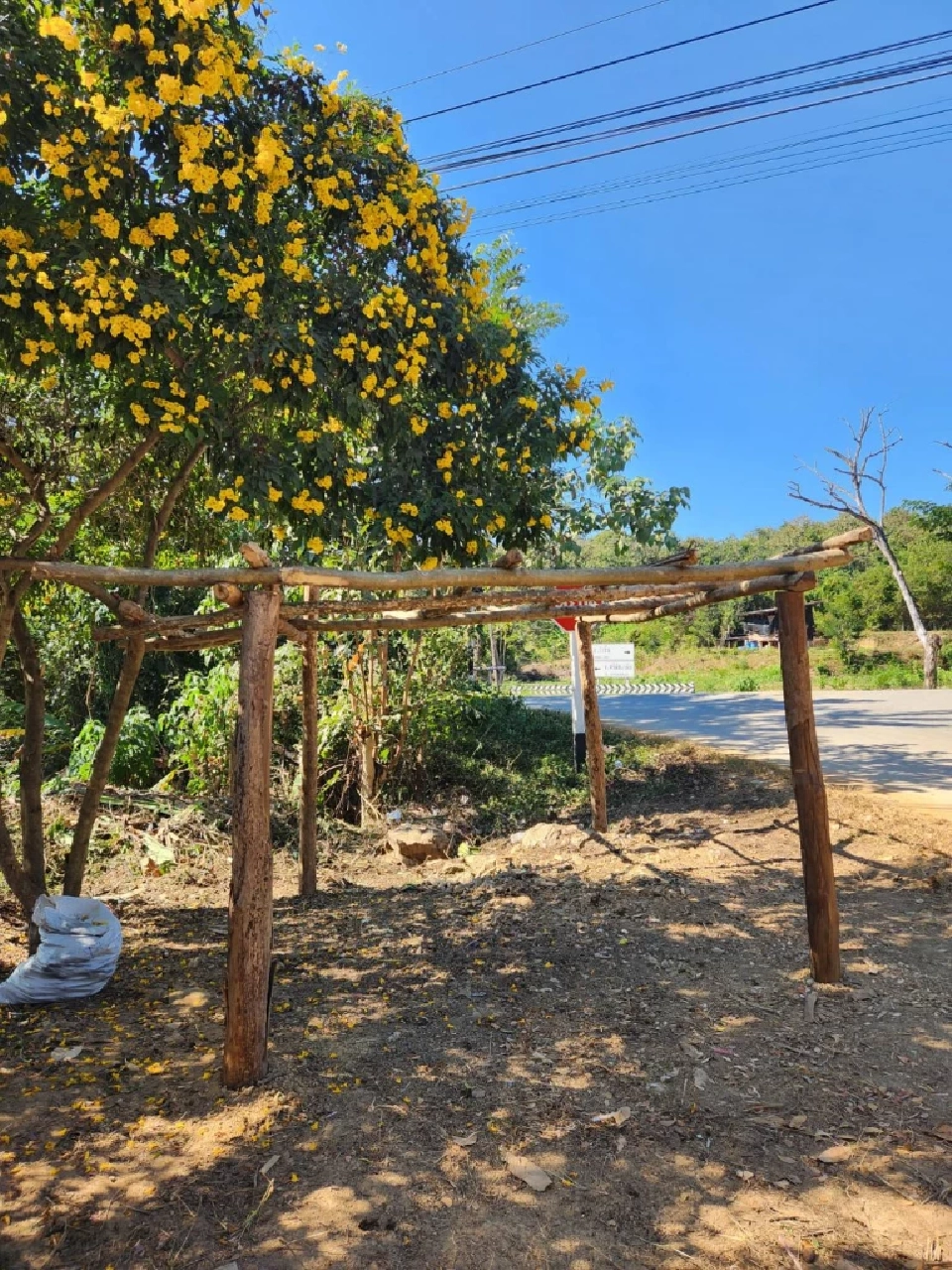 รู้จักดอกไม้หน้าร้อน “ทองอุไร”ไม้มงคลที่ควรปลูก