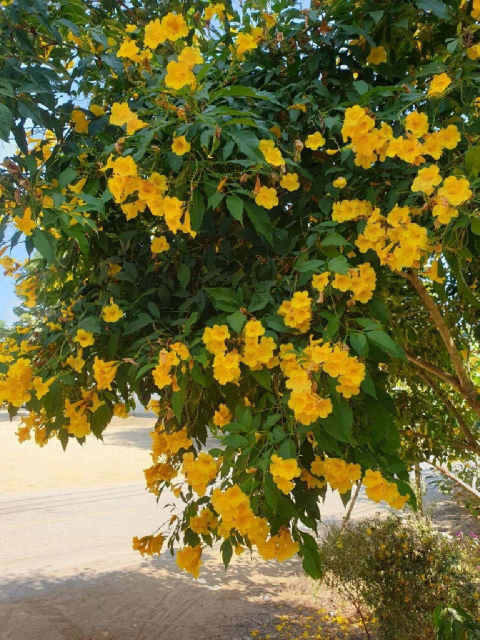 รู้จักดอกไม้หน้าร้อน “ทองอุไร”ไม้มงคลที่ควรปลูก