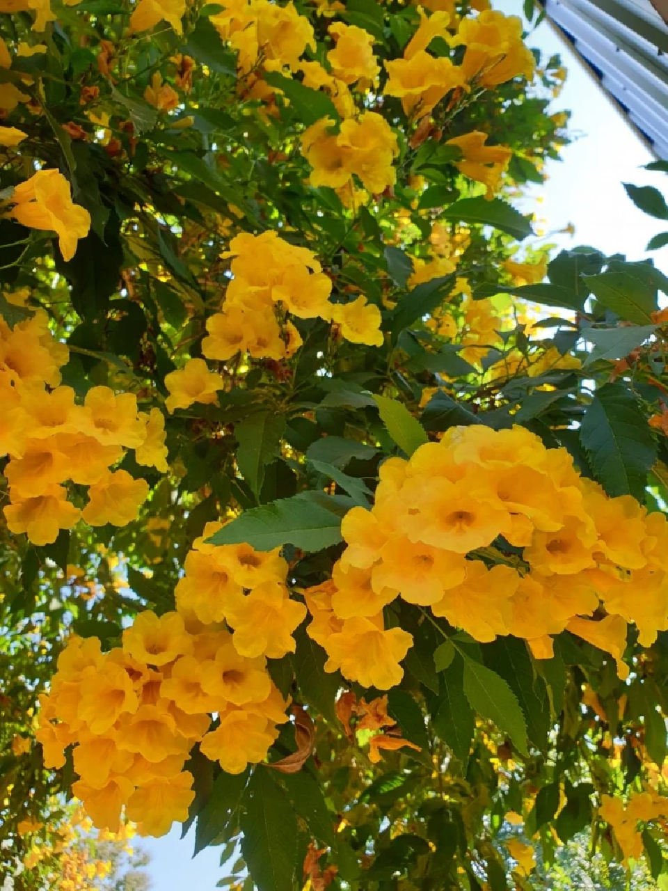 รู้จักดอกไม้หน้าร้อน “ทองอุไร”ไม้มงคลที่ควรปลูก