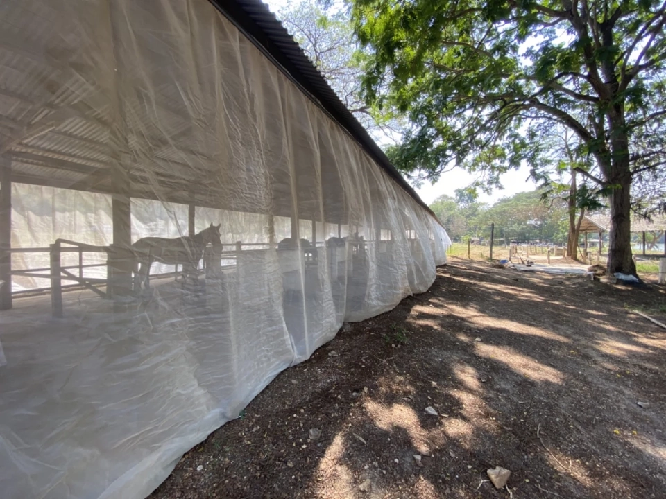 กรมปศุสัตว์ แจ้งข่าวดี WOAH ประกาศไทย “ปลอดกาฬโรคแอฟริกาในม้า” แล้ว