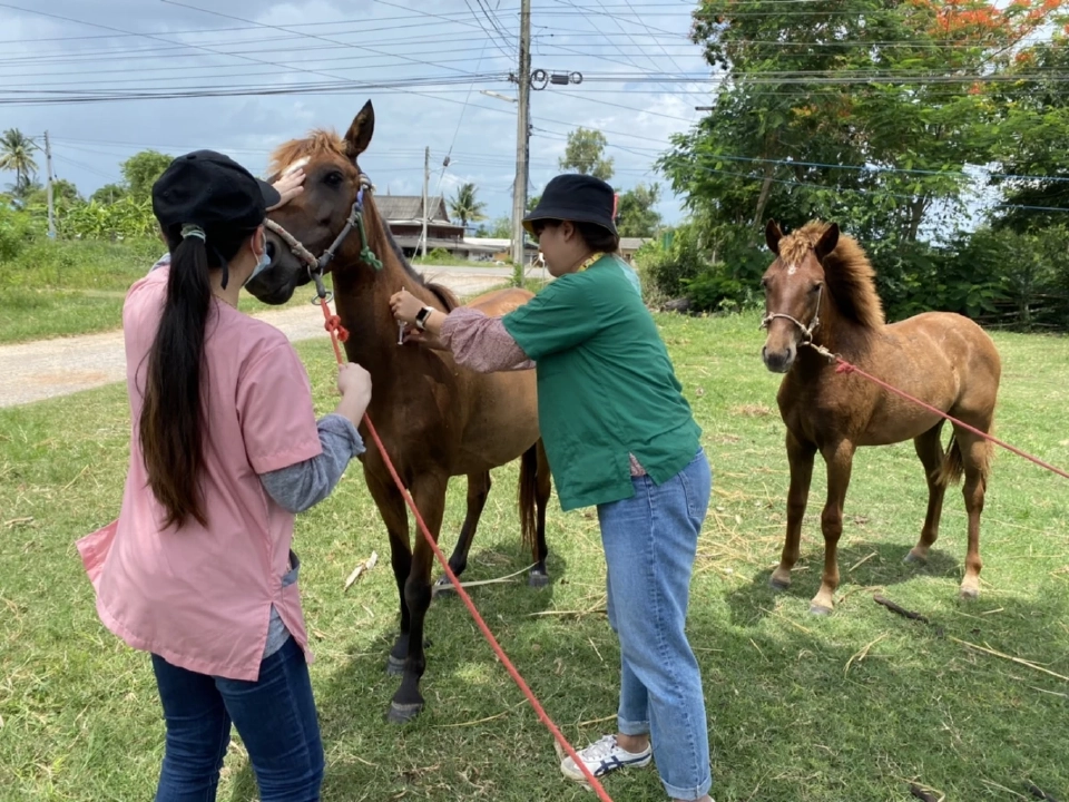 กรมปศุสัตว์ แจ้งข่าวดี WOAH ประกาศไทย “ปลอดกาฬโรคแอฟริกาในม้า” แล้ว