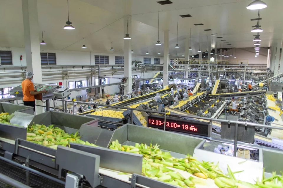 SUN ลุยวิจัย ยกระดับ “ข้าวโพดหวานไทย” สู่อุตสาหกรรมอาหารเพื่อผู้บริโภค