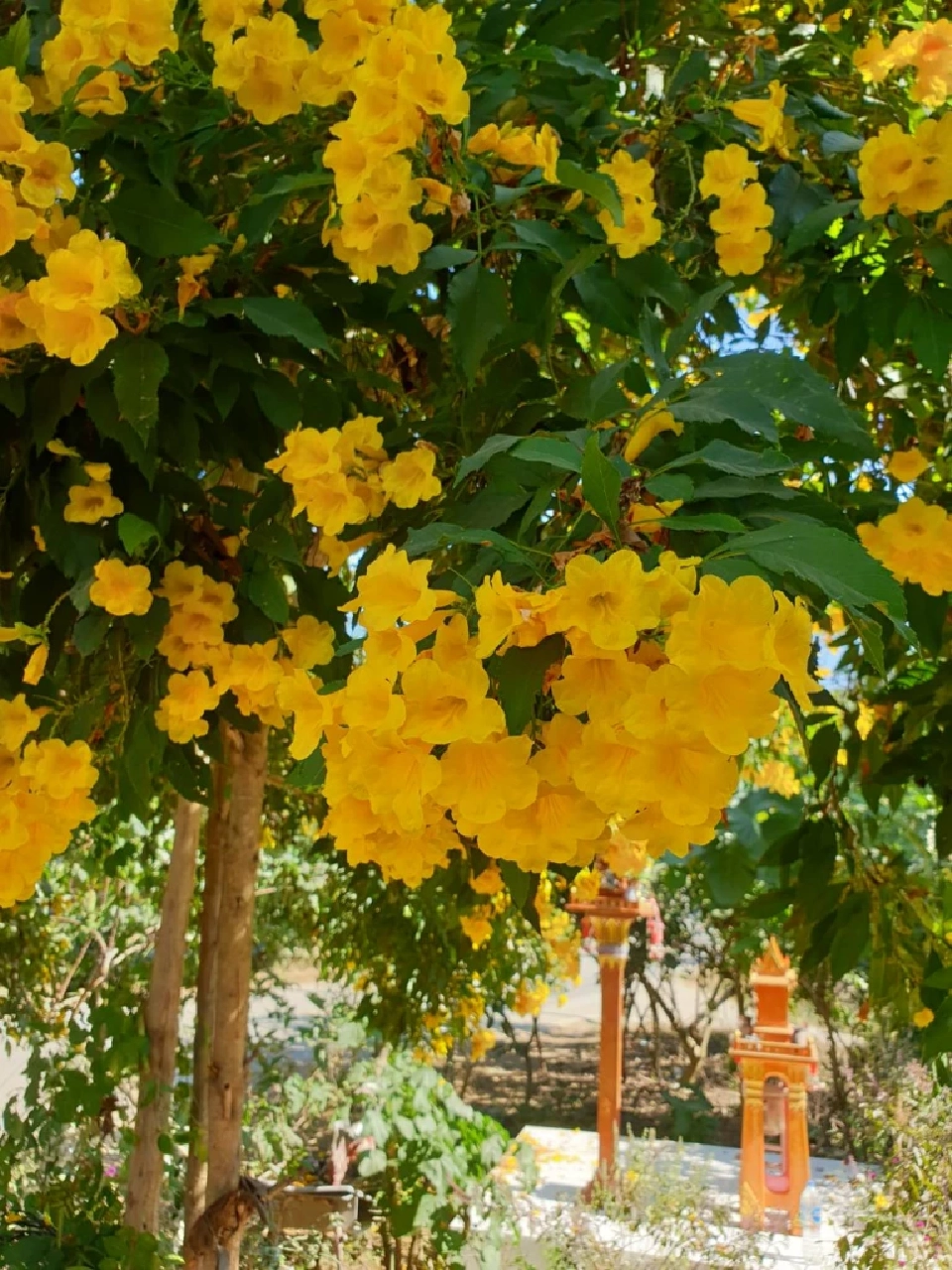 รู้จักดอกไม้หน้าร้อน “ทองอุไร”ไม้มงคลที่ควรปลูก