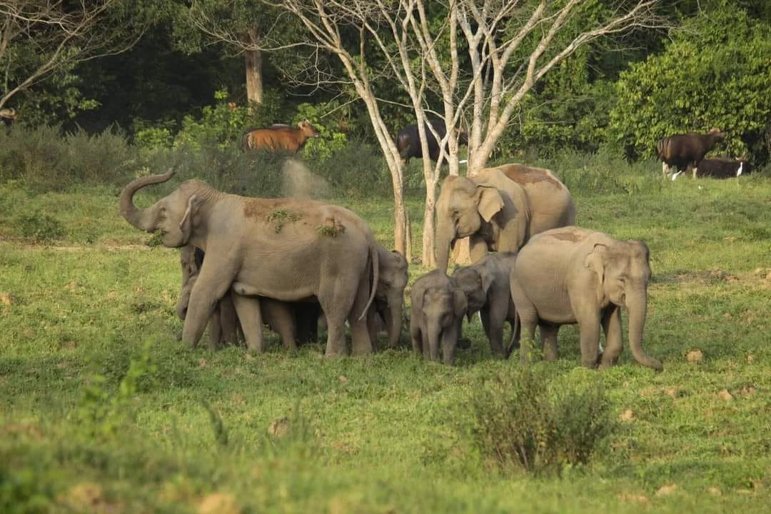 วันช้างไทย เปิดยุทธศาสตร์ 4 ข้อแก้ไข ลดปัญหา คนกับช้างป่า อย่างยั่งยืน