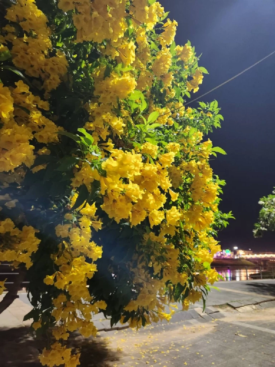 รู้จักดอกไม้หน้าร้อน “ทองอุไร”ไม้มงคลที่ควรปลูก