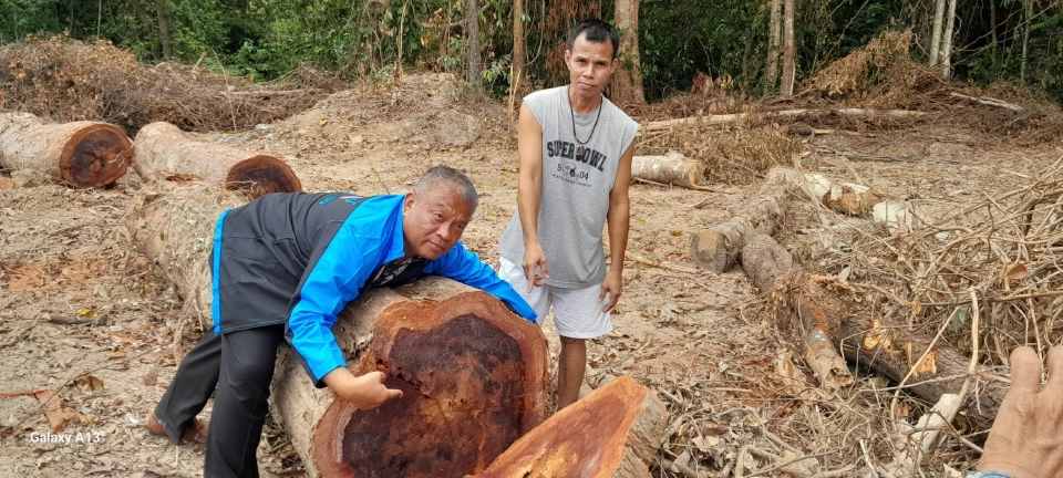 “วัชระ”ร้องผู้ว่าฯสุราษฎร์ใครโค่นต้นยางอายุกว่า 100 ปี ในวัดศานติ-ไมตรี