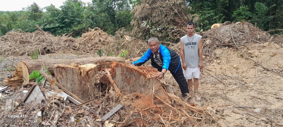 “วัชระ”ร้องผู้ว่าฯสุราษฎร์ใครโค่นต้นยางอายุกว่า 100 ปี ในวัดศานติ-ไมตรี