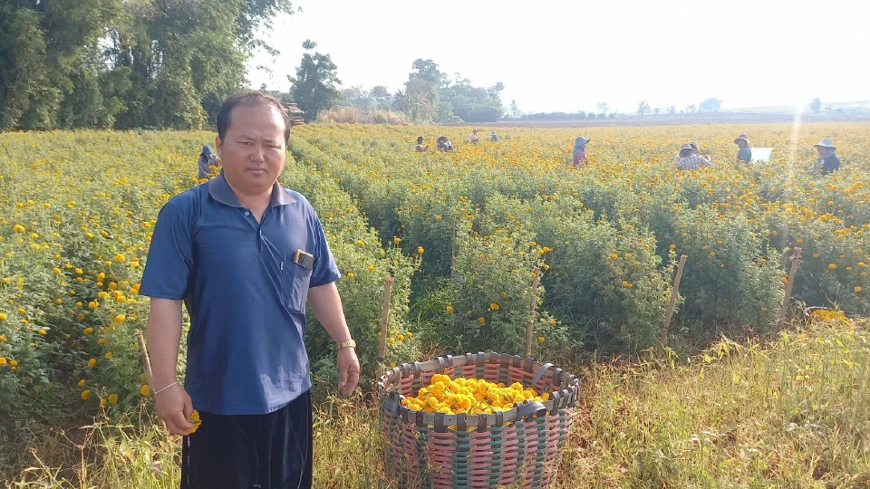 เกษตรกรอ.พบพระหน้าใสดอกดาวเรืองขายดีเร่งตัดก่อนฝนทิ้งช่วง