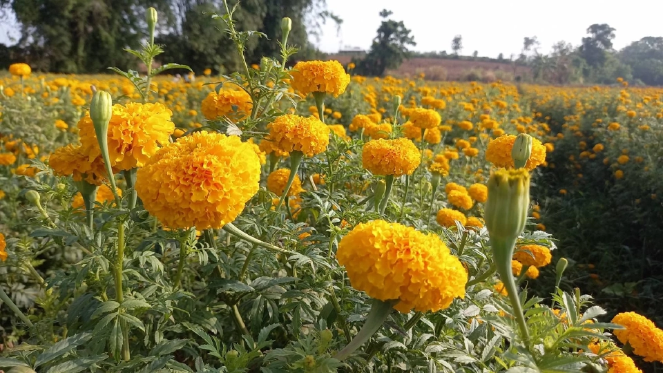 เกษตรกรอ.พบพระหน้าใสดอกดาวเรืองขายดีเร่งตัดก่อนฝนทิ้งช่วง