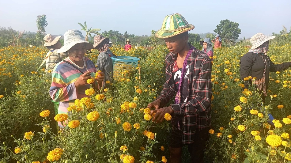 เกษตรกรอ.พบพระหน้าใสดอกดาวเรืองขายดีเร่งตัดก่อนฝนทิ้งช่วง