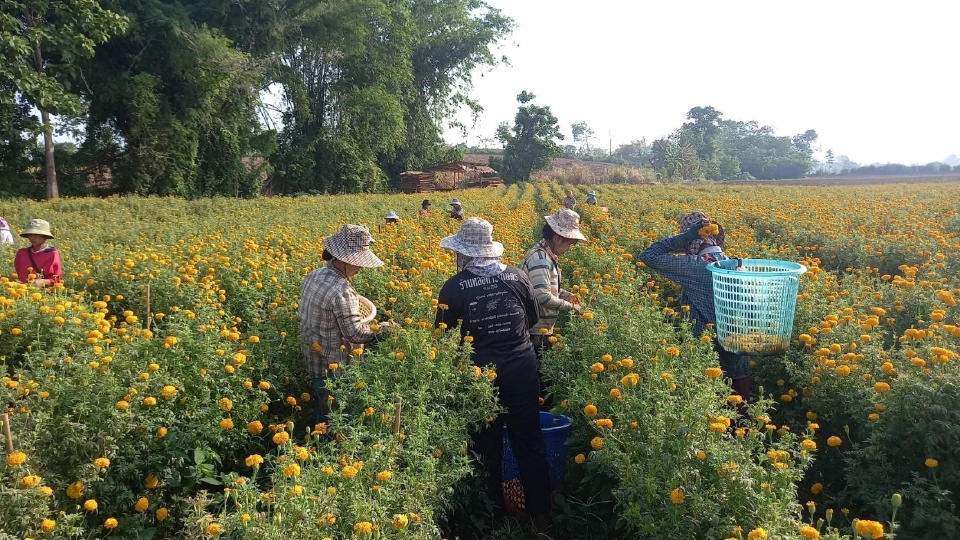 เกษตรกรอ.พบพระหน้าใสดอกดาวเรืองขายดีเร่งตัดก่อนฝนทิ้งช่วง