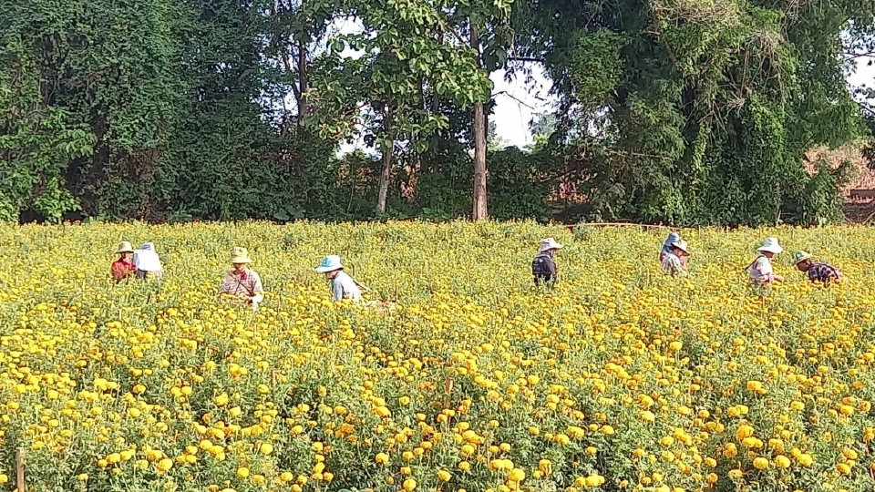 เกษตรกรอ.พบพระหน้าใสดอกดาวเรืองขายดีเร่งตัดก่อนฝนทิ้งช่วง