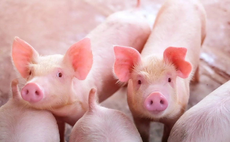 ผู้เลี้ยงหมู นัดรวมพลบุกทำเนียบ 9 พ.ค. จี้รัฐเร่ง “ปราบโกง-หมูเถื่อน”