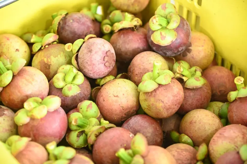 ชาวจีนแห่ชม ชิม ชอป  Thai Fruits Golden Months ที่กวางโจว