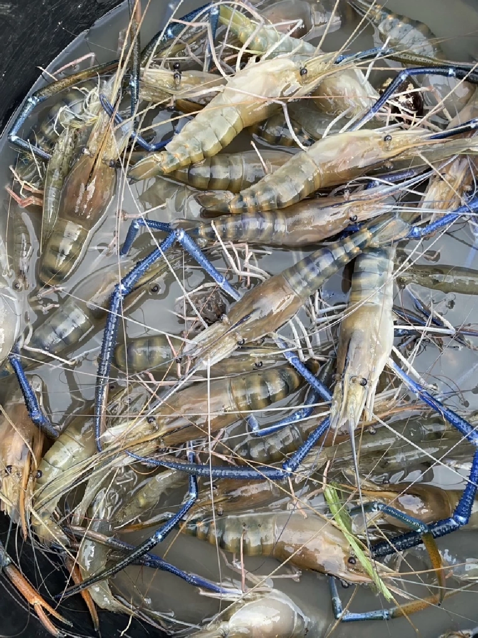 ข่าวดี สหรัฐฯต่อเอดี “กุ้งแช่แข็ง”ไทยอีก 5 ปี