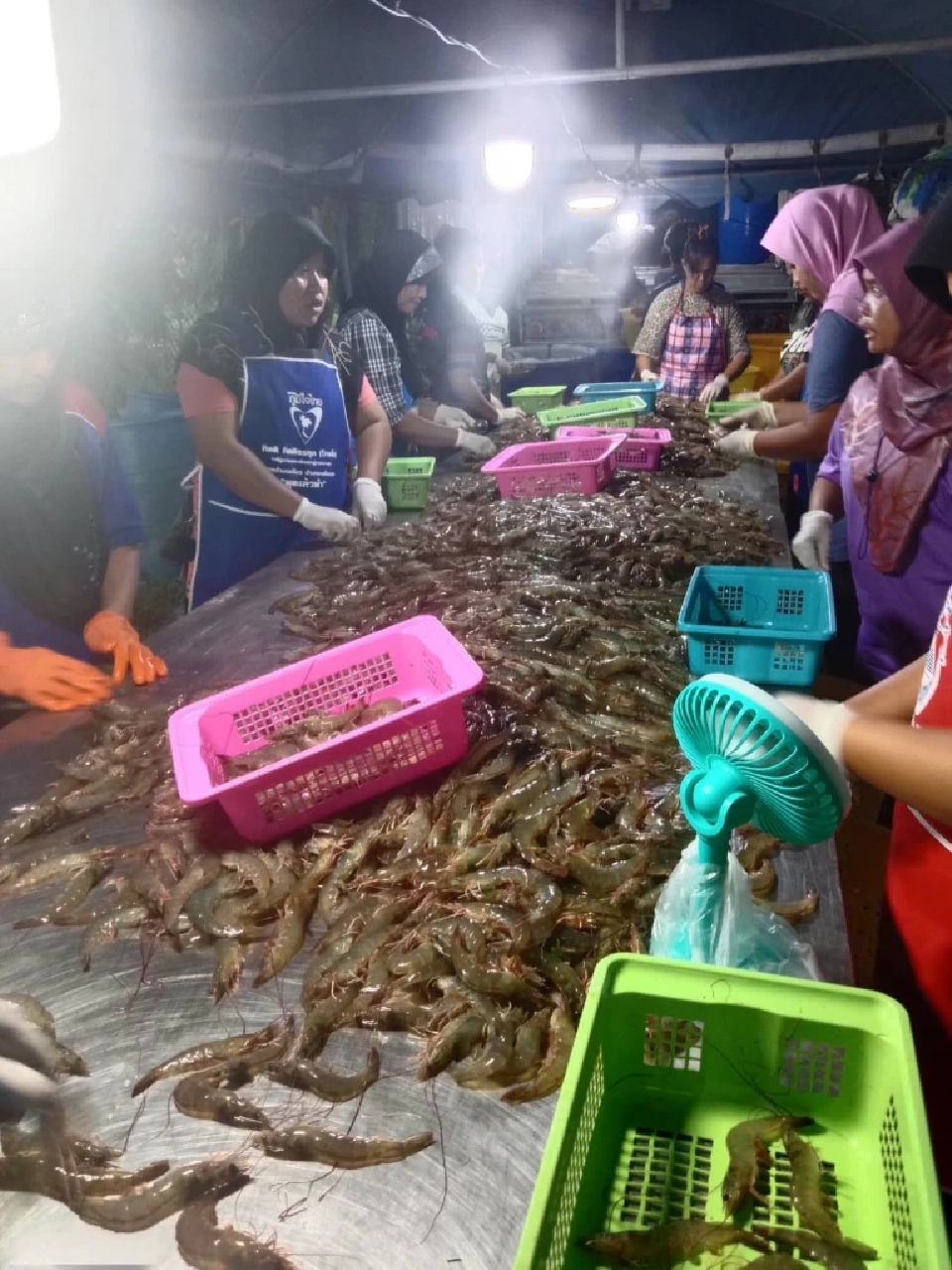 ภาพประกอบข่าว “กุ้งขาวสิชล1” กุ้งสายพันธุ์กุ้งคุณภาพ 