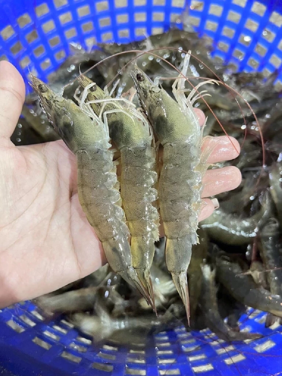 ภาพประกอบข่าว “กุ้งขาวสิชล1” กุ้งสายพันธุ์กุ้งคุณภาพ 