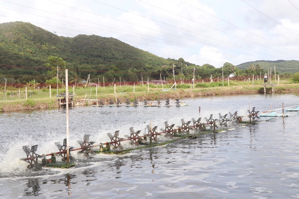 ภาพประกอบข่าว “กุ้งขาวสิชล1” กุ้งสายพันธุ์กุ้งคุณภาพ 