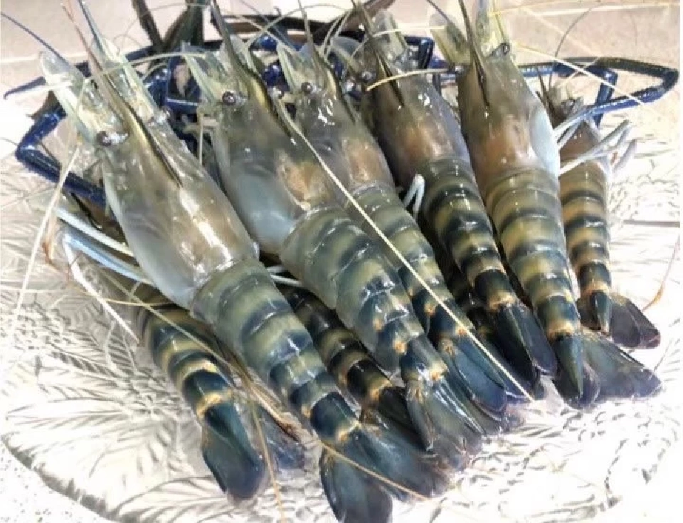 ข่าวดี สหรัฐฯต่อเอดี “กุ้งแช่แข็ง”ไทยอีก 5 ปี