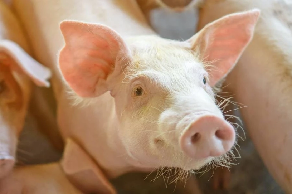 6เดือนเงินเฟ้อทั่วโลกชะลอตัว  ไทยเกาะกลุ่มมีเงินเฟ้อต่ำอันดับ9