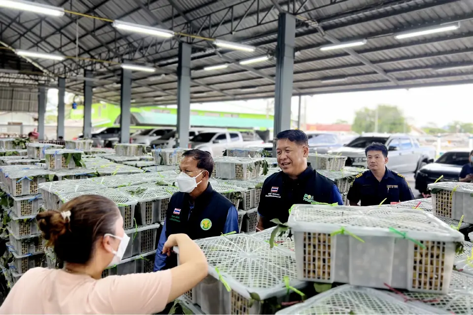 สั่งคุมเข้มมาตรฐานส่ง “ลำไยภาคตะวันออก”ไปจีน