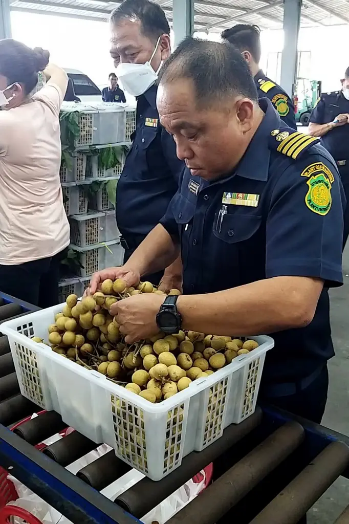 สั่งคุมเข้มมาตรฐานส่ง “ลำไยภาคตะวันออก”ไปจีน