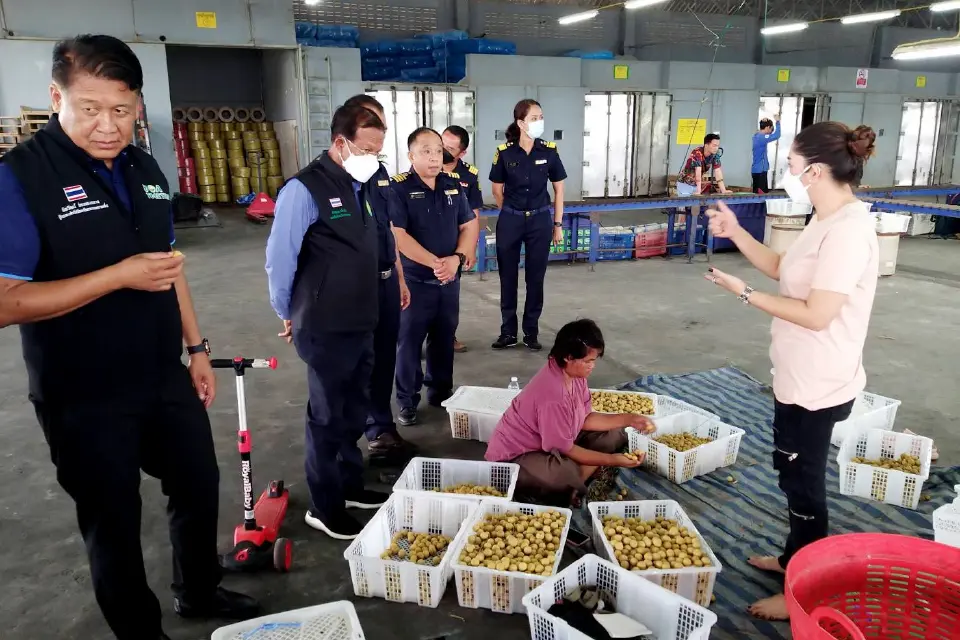 สั่งคุมเข้มมาตรฐานส่ง “ลำไยภาคตะวันออก”ไปจีน