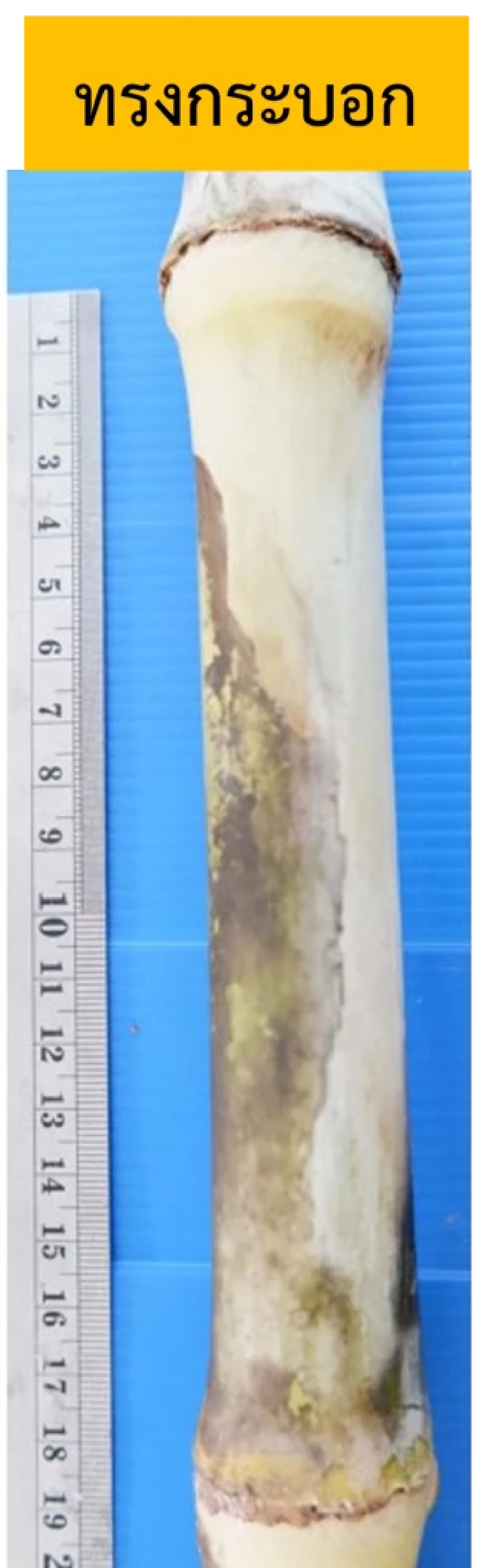 กรมวิชาการเกษตร เปิดตัว“กวก. ขอนแก่น 4” อ้อยพลังงานพันธุ์แรกของไทย