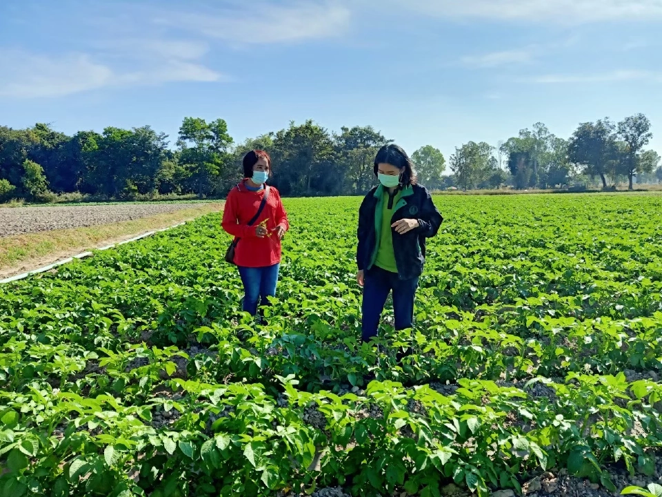 สศก. เผย สกลนคร แหล่งผลิตมันฝรั่งเบอร์ 1 ภาคอีสาน