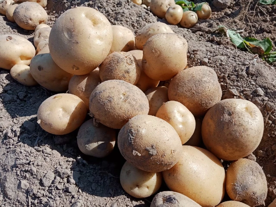 สศก. เผย สกลนคร แหล่งผลิตมันฝรั่งเบอร์ 1 ภาคอีสาน