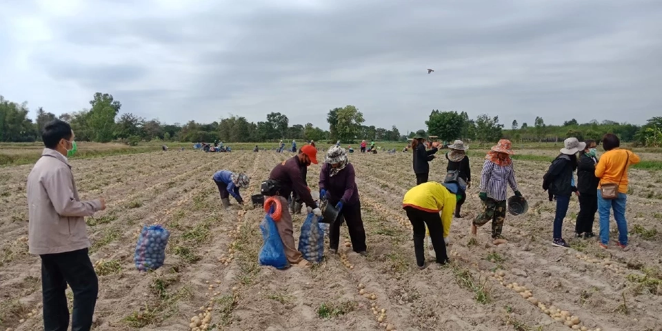 สศก. เผย สกลนคร แหล่งผลิตมันฝรั่งเบอร์ 1 ภาคอีสาน