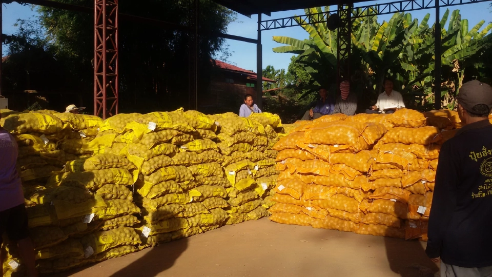 สศก. เผย สกลนคร แหล่งผลิตมันฝรั่งเบอร์ 1 ภาคอีสาน