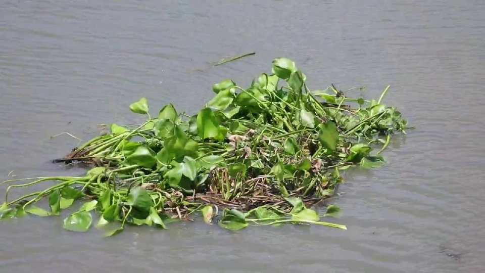 กรมชลประทาน โชว์นวัตกรรม “เรือต้นแบบ” กำจัดวัชพืชริมตลิ่ง-ตามซอกหลืบ