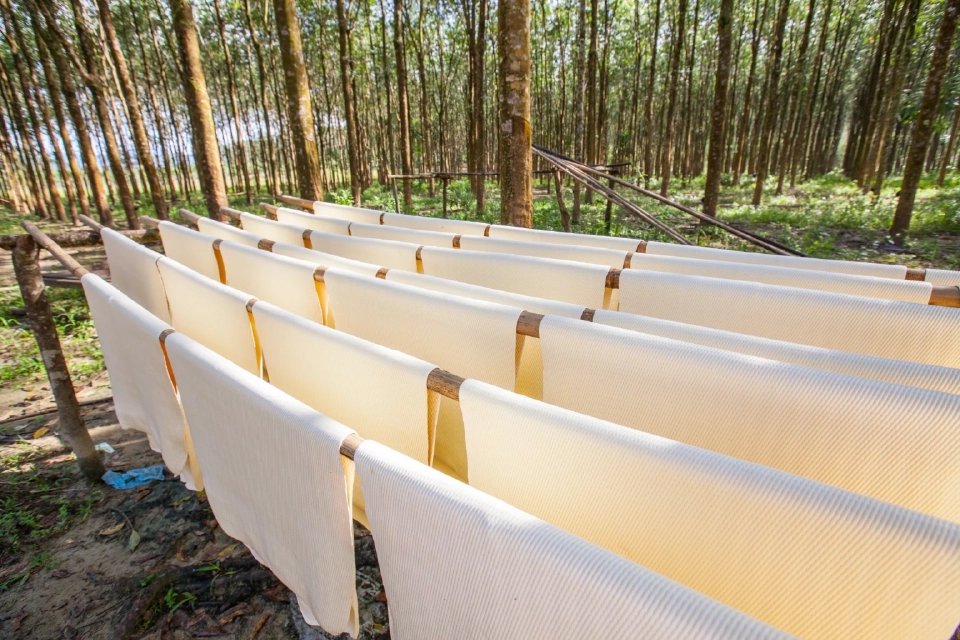 เมื่ออนาคตไล่ล่า "สวนยางยั่งยืนไทยยังเคว้ง" ต้องเร่งสร้างความชัดเจน