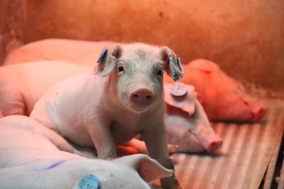 เรียนรู้โมเดลธุรกิจ ‘AMCOVET’ ก้าวสู่ผู้นำ ‘ธุรกิจสุกรครบวงจร’ ด้วยแนวคิด ‘Integrated Solutions’