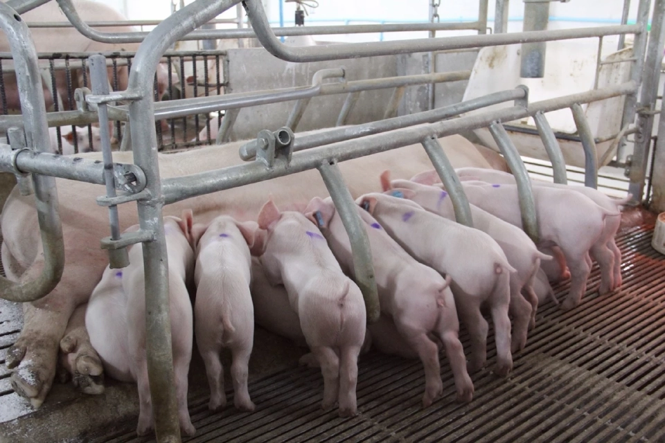 เรียนรู้โมเดลธุรกิจ ‘AMCOVET’ ก้าวสู่ผู้นำ ‘ธุรกิจสุกรครบวงจร’ ด้วยแนวคิด ‘Integrated Solutions’