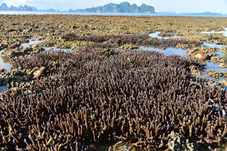 งดงามอีกครั้งหลังปิดฟื้นฟูธรรมชาติสองเดือน (ขอบคุณภาพจากเพจเฟซบุ๊กอุทยานแห่งชาติอ่าวพังงา – Ao Phang Nga National Park)