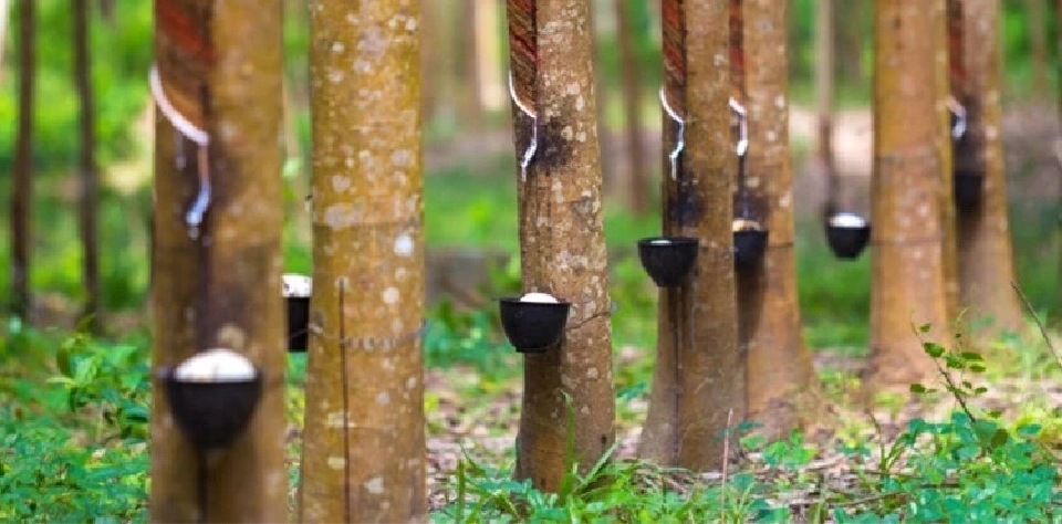 เมื่ออนาคตไล่ล่า "สวนยางยั่งยืนไทยยังเคว้ง" ต้องเร่งสร้างความชัดเจน