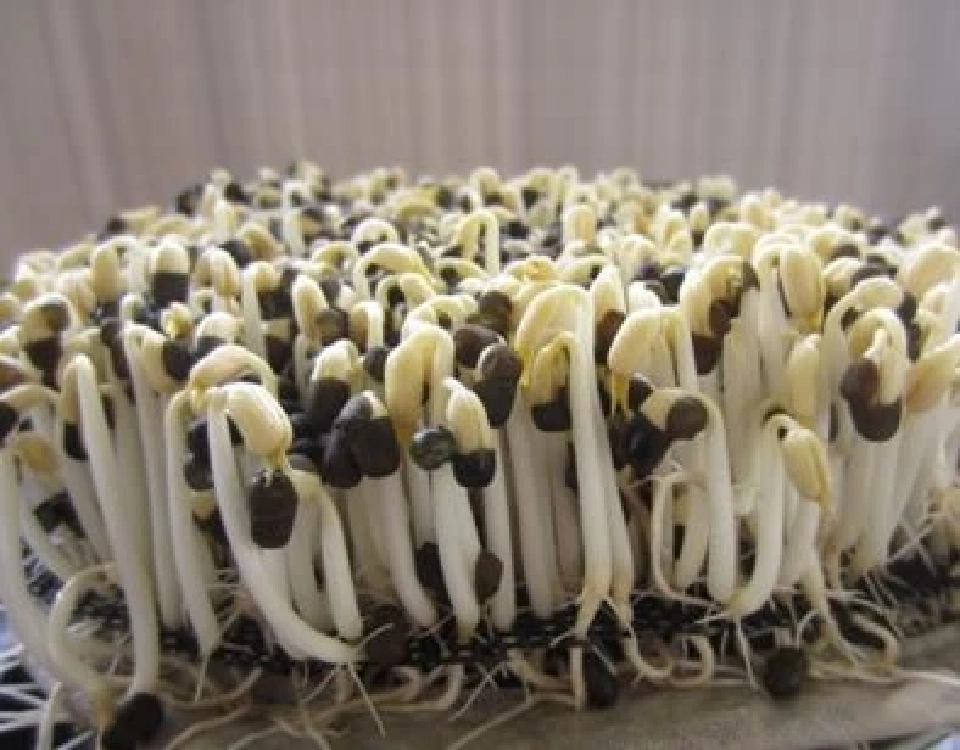 ดัน “ถั่วเขียวผิวดำพันธุ์ชัยนาท 4” นวัตกรรมเพาะ “ถั่วงอก” คอนโด